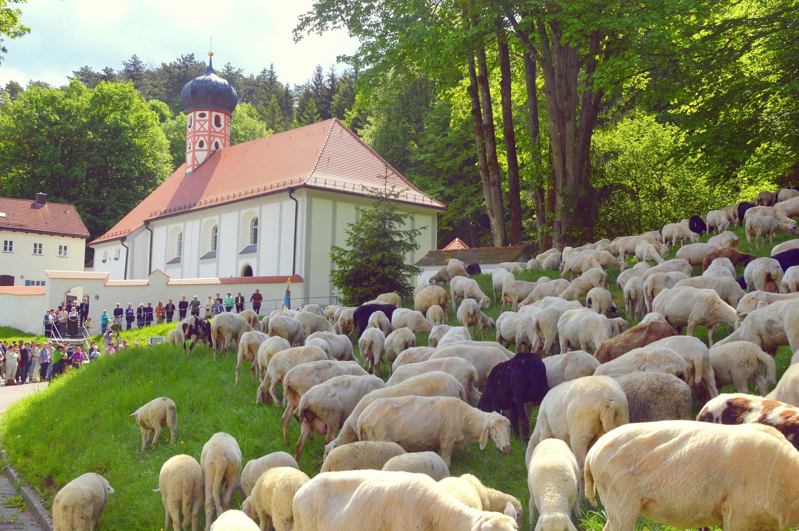 Gewinne einen Ammoniten – mit dem Lammauftrieb in Mörnsheim an diesem Wochenende!